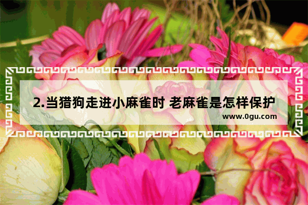 2.当猎狗走进小麻雀时 老麻雀是怎样保护小麻雀的？用“~~”画出文中有关语句,保护自己的感情的句子说说