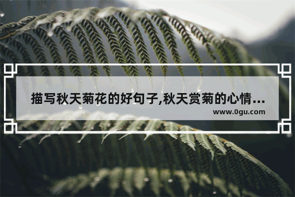 描写秋天菊花的好句子,秋天赏菊的心情句子唯美