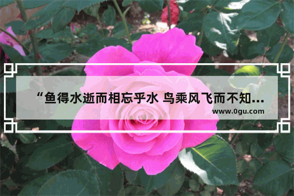 “鱼得水逝而相忘乎水 鸟乘风飞而不知有风” 是什么意思 关于鱼和鸟的伤感句子