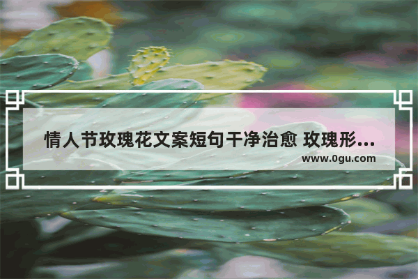 情人节玫瑰花文案短句干净治愈 玫瑰形容爱情的句子