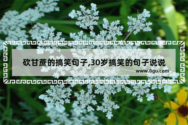 砍甘蔗的搞笑句子,30岁搞笑的句子说说