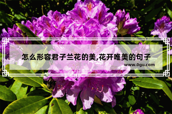 怎么形容君子兰花的美,花开唯美的句子