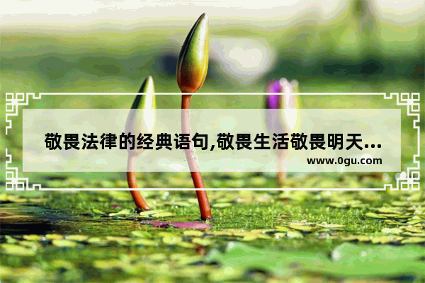 敬畏法律的经典语句,敬畏生活敬畏明天的句子