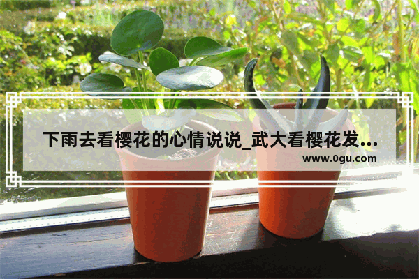下雨去看樱花的心情说说_武大看樱花发朋友圈的句子