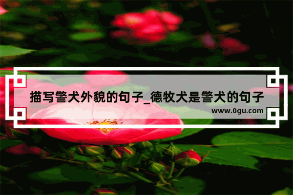 描写警犬外貌的句子_德牧犬是警犬的句子