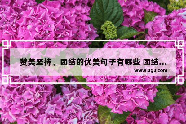 赞美坚持、团结的优美句子有哪些 团结用心付出的句子正能量