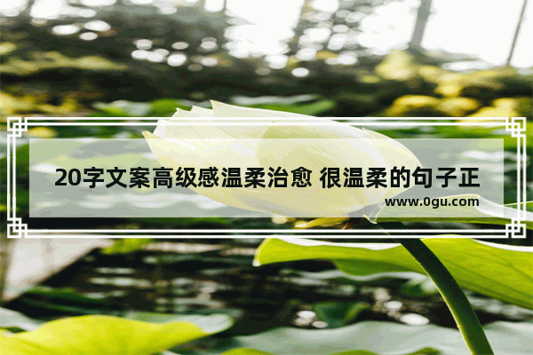20字文案高级感温柔治愈 很温柔的句子正能量简短