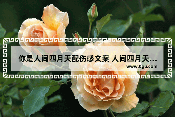 你是人间四月天配伤感文案 人间四月天的伤感句子