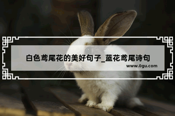 白色鸢尾花的美好句子_蓝花鸢尾诗句