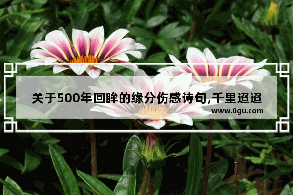 关于500年回眸的缘分伤感诗句,千里迢迢伤感的句子短句