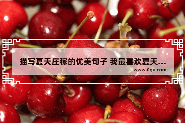 描写夏天庄稼的优美句子 我最喜欢夏天的树叶的句子
