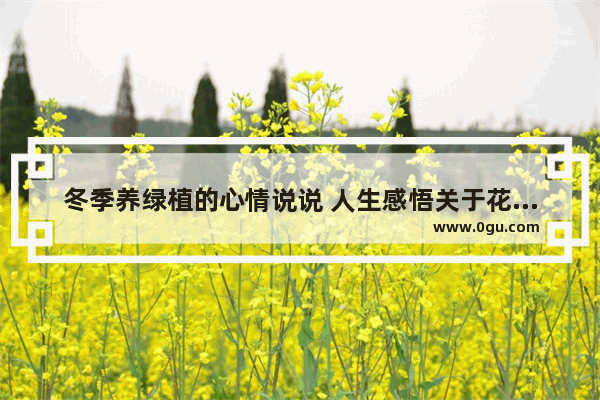 冬季养绿植的心情说说 人生感悟关于花的句子短句