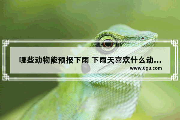 哪些动物能预报下雨 下雨天喜欢什么动物的句子