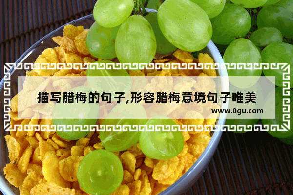 描写腊梅的句子,形容腊梅意境句子唯美