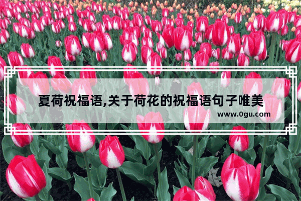 夏荷祝福语,关于荷花的祝福语句子唯美