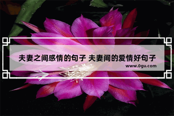 夫妻之间感情的句子 夫妻间的爱情好句子