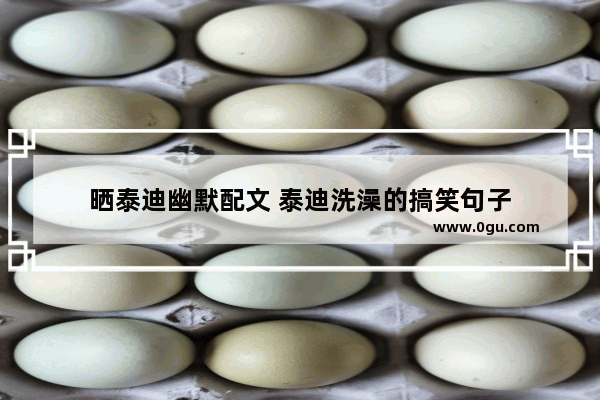 晒泰迪幽默配文 泰迪洗澡的搞笑句子
