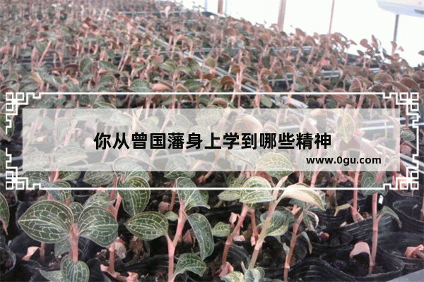你从曾国藩身上学到哪些精神