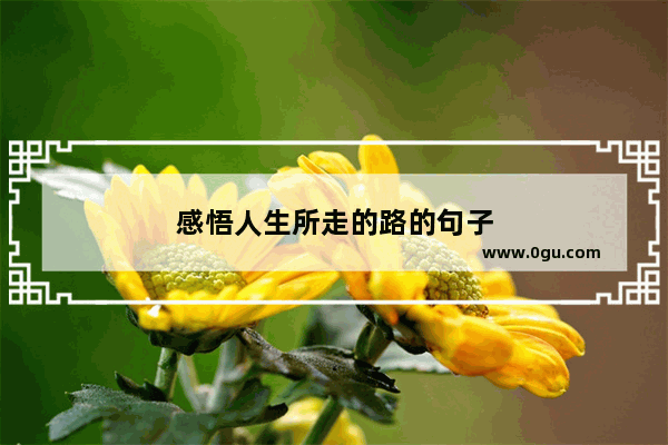 感悟人生所走的路的句子