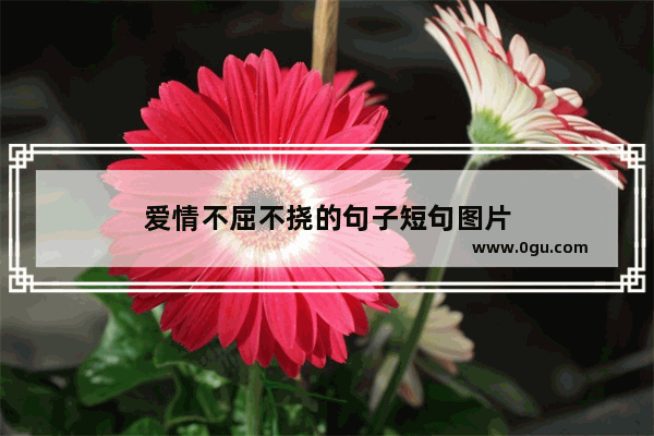 爱情不屈不挠的句子短句图片