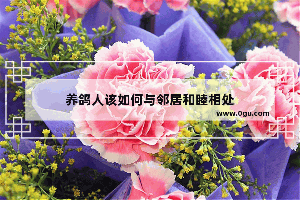 养鸽人该如何与邻居和睦相处