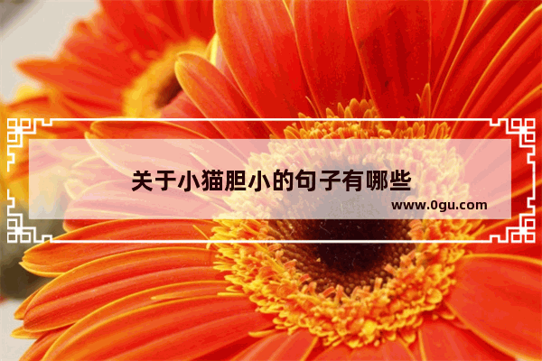 关于小猫胆小的句子有哪些