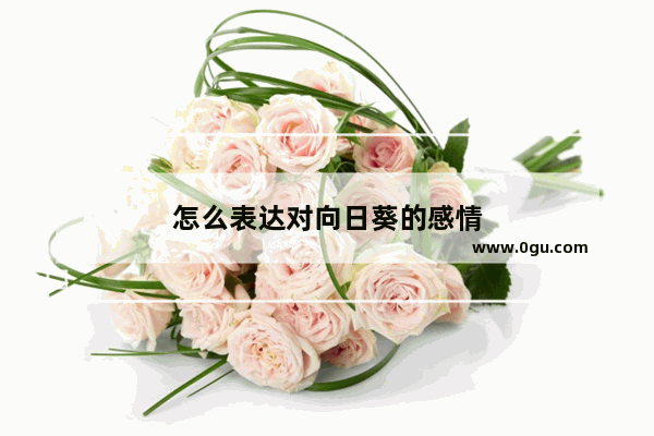 怎么表达对向日葵的感情