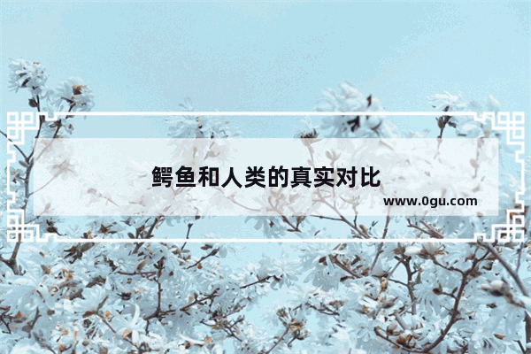 鳄鱼和人类的真实对比