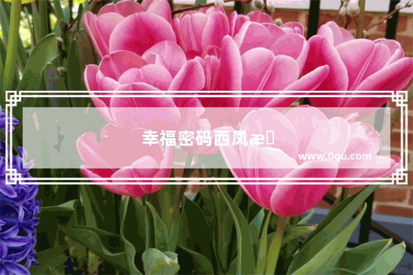 幸福密码西凤找到戒指