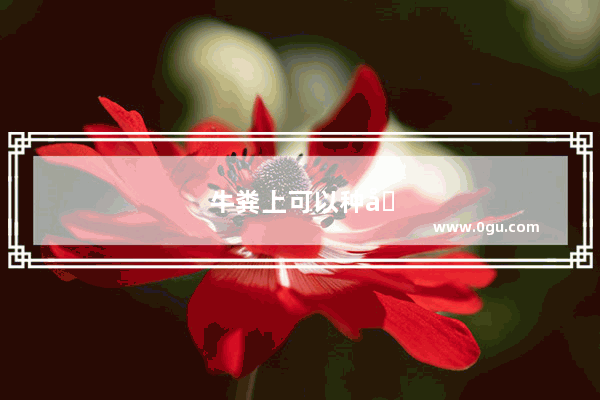 牛粪上可以种哪几种蘑菇