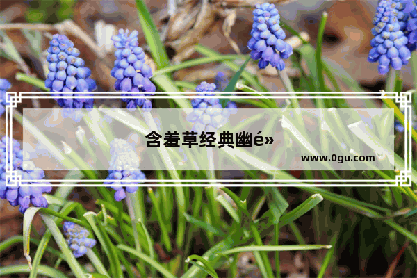 含羞草经典幽默句子