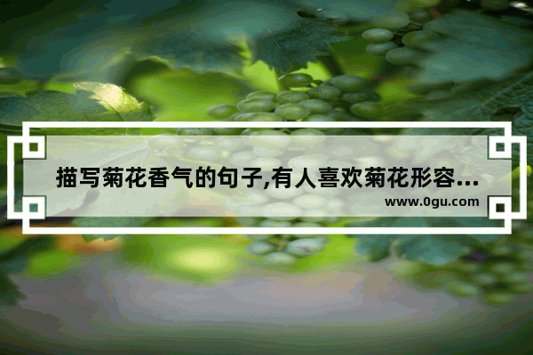 描写菊花香气的句子,有人喜欢菊花形容句子