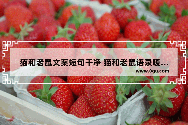 猫和老鼠文案短句干净 猫和老鼠语录暖心句子