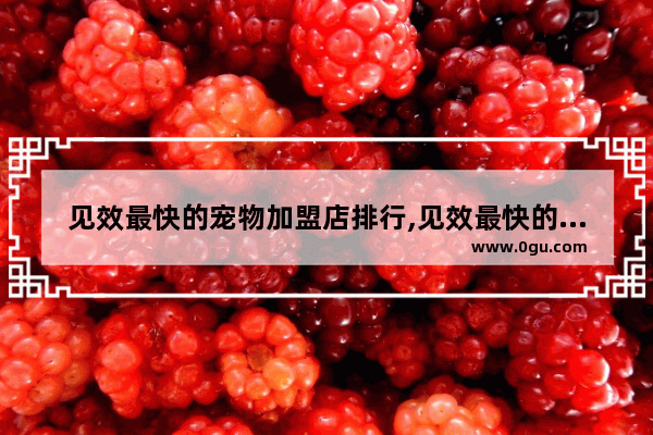 见效最快的宠物加盟店排行,见效最快的宠物加盟店排行