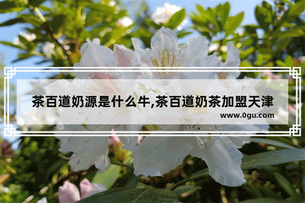 茶百道奶源是什么牛,茶百道奶茶加盟天津