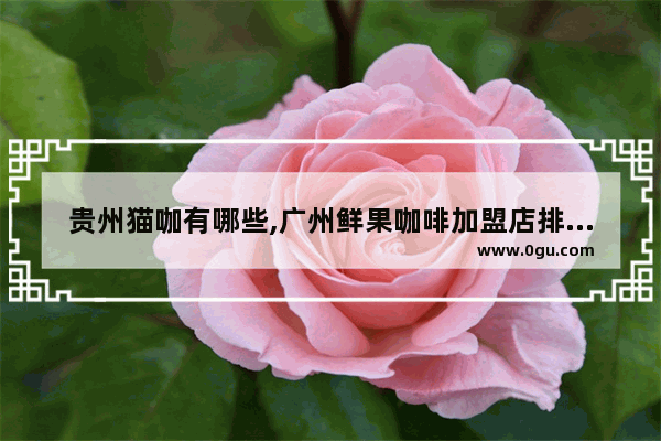 贵州猫咖有哪些,广州鲜果咖啡加盟店排行榜