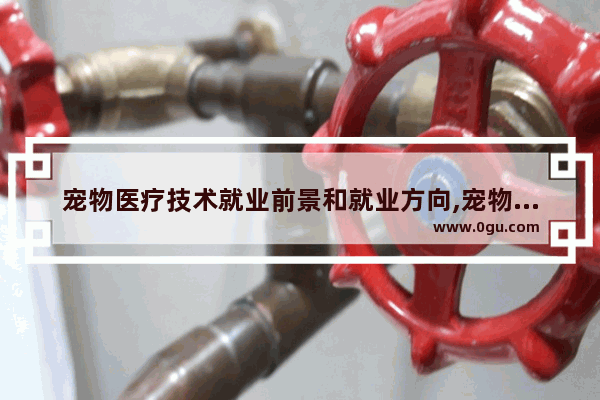 宠物医疗技术就业前景和就业方向,宠物药房加盟店排行榜前十