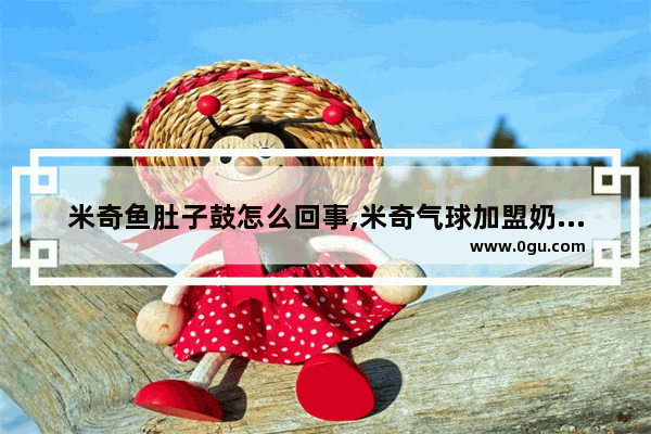 米奇鱼肚子鼓怎么回事,米奇气球加盟奶茶推荐