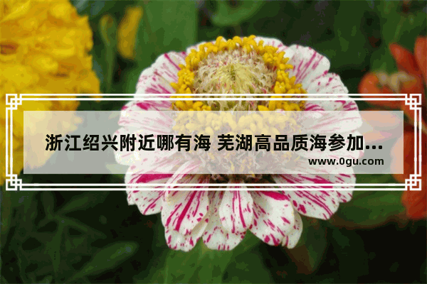 浙江绍兴附近哪有海 芜湖高品质海参加盟品牌