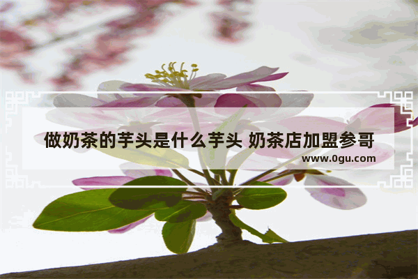做奶茶的芋头是什么芋头 奶茶店加盟参哥