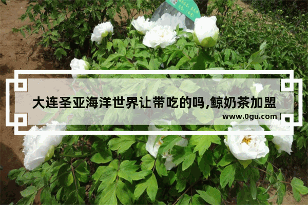 大连圣亚海洋世界让带吃的吗,鲸奶茶加盟
