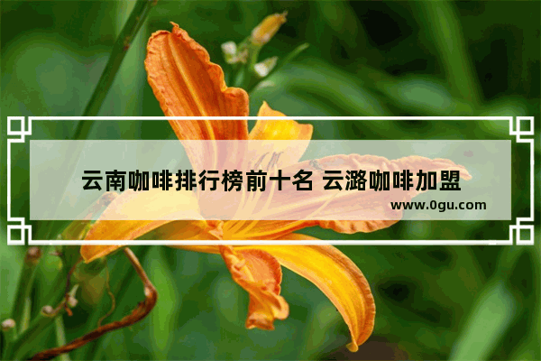 云南咖啡排行榜前十名 云潞咖啡加盟