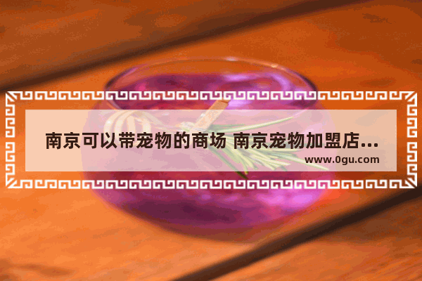 南京可以带宠物的商场 南京宠物加盟店推荐