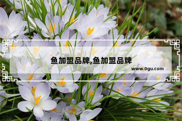 鱼加盟品牌,鱼加盟品牌