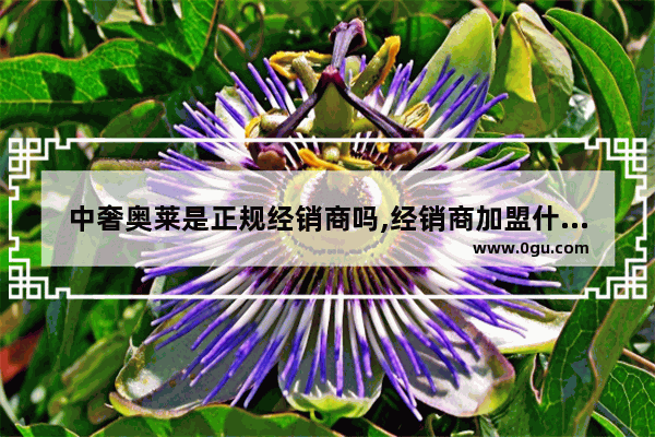 中奢奥莱是正规经销商吗,经销商加盟什么品牌好一点