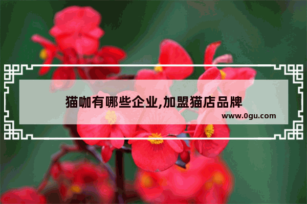 猫咖有哪些企业,加盟猫店品牌