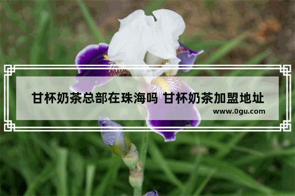 甘杯奶茶总部在珠海吗 甘杯奶茶加盟地址
