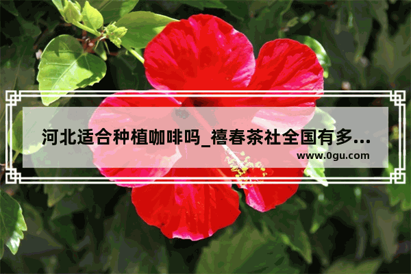 河北适合种植咖啡吗_禧春茶社全国有多少家