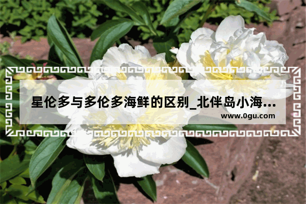 星伦多与多伦多海鲜的区别_北伴岛小海鲜加盟怎么样