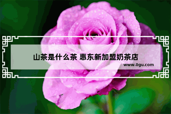山茶是什么茶 惠东新加盟奶茶店